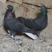 کبوتر پر|پرنده|کیار, |دیوار