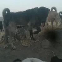 کتونی
