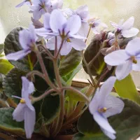 گل بنفشه آفریقایی