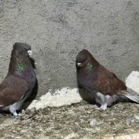 کبوتر|پرنده|گرگان, |دیوار