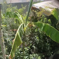 موز برگ بو نهال درخت گل و گیاه همیشه سبز ۴فصل چهار|گل و گیاه طبیعی|تهران, آسمان|دیوار