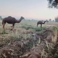 دو نفر شتر یکشون یکشون هاشی