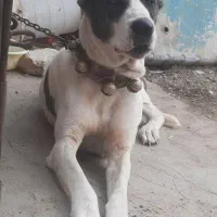 لاس ، الابای ۳ساله|سگ|قم, شهدا|دیوار