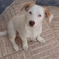 سگ پاکوتاه|سگ|شاهرود, |دیوار