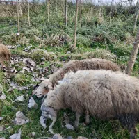 گوسفند نر تخمی فروش یا معاوضه|حیوانات مزرعه|لنگرود, |دیوار