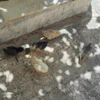 جوجه گلین 5عدد.. و 2تا 40روزه