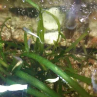 گوپی نر|ماهی|اصفهان, شاهد|دیوار