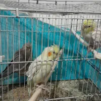 عروس هلندی|پرنده|چناران, |دیوار