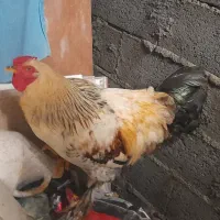 مرغ خروس برهما