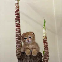 گربه اسکاتیش‌دبل فولد گلد NY12