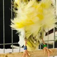 ماده قناری فر آجی