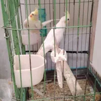 فروش و معاوضه تعدادی پرنده|پرنده|کرمان, |دیوار