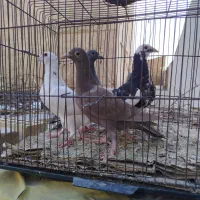 4 جوجه کفتر آلمانی و 2 تا جوجه کله عکس پدر و مادر