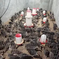 بوقلمون