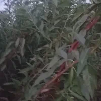 نهالستان|گل و گیاه طبیعی|میاندوآب, |دیوار