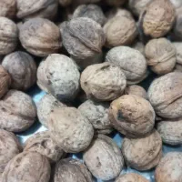 گردو تازه و روغنی