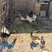 مرغ و خروس جوجه گلین