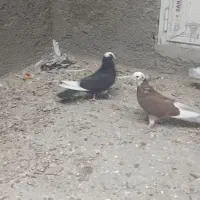 کفتر|پرنده|قم, شهدا|دیوار