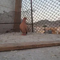 کبوتر سبز ورنگه|پرنده|زاهدان, |دیوار