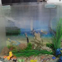 اکواریوم شیشه خم|ماهی|شهریار, شهریار|دیوار
