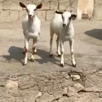 اهو|حیوانات مزرعه|گرگان, |دیوار