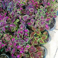 حسن یوسف جدید رسید|گل و گیاه طبیعی|بیرجند, |دیوار