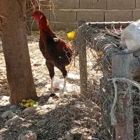 خروس لاری معاوضه