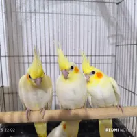 جوجه عروس هلندی|پرنده|شاهین‌شهر, فردوسی|دیوار