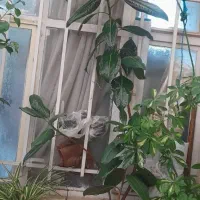 گل فیکوس بزرگ وسرحال|گل و گیاه طبیعی|تهران, جیحون|دیوار