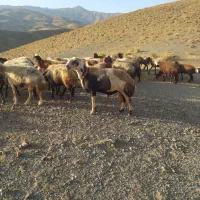 قوچ پلنگی