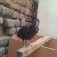 جوجه محلی گلپایگان واکسن خورده یکماه