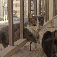 گربه خونگی گمشده با مژدگانی