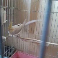 عروس هلندی نر جوجه ۶ماهه بشرط سلامت|پرنده|تهران, سلسبیل شمالی|دیوار