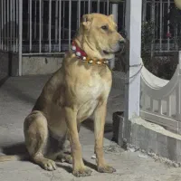 سگ دزدیده شده|سگ|مشهد, فرخد|دیوار