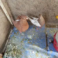 کفتر پلاکی|پرنده|شیراز, شهرک کوشکک|دیوار
