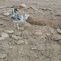 خروس گلین