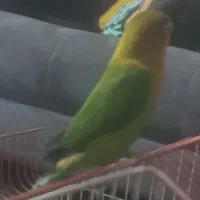 طوطی برزیلی|پرنده|رباطکریم, رباطکریم|دیوار