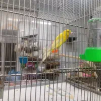 قناری رسمی بلند