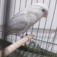 فروش جفت کوطوله