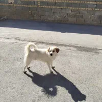 سگ پاپی اشپیتز