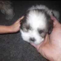 توله شیتزو فلت