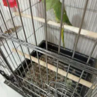 طوطی ملنگو سالم سالمه به شرط