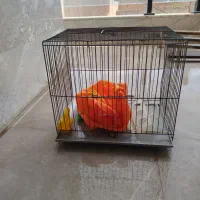 قفس پرنده