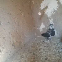 کبوتر شهرستانی|پرنده|هشتگرد, قاسم آباد بزرگ|دیوار