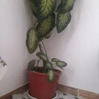 گل دیفین باخیا|گل و گیاه طبیعی|مریوان, |دیوار