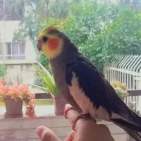 عروس هلندی گمشده