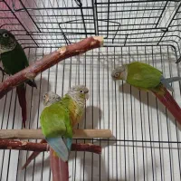 انواع پرنده|پرنده|خرم‌آباد, |دیوار