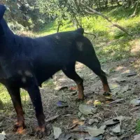 سگ روتوایلر|سگ|فردیس, قریشی|دیوار