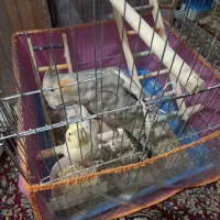 عروس هلندی نر و ماده