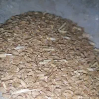 گندم